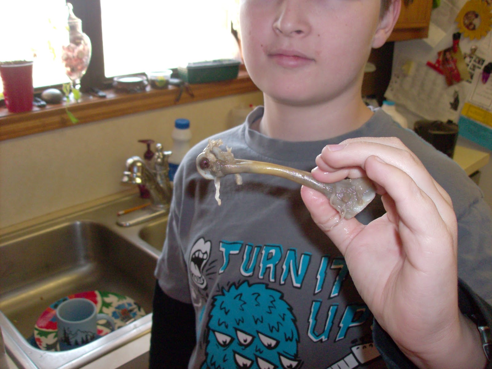 Oldest of 5 The Effect of Vinegar on a Bone Matrix